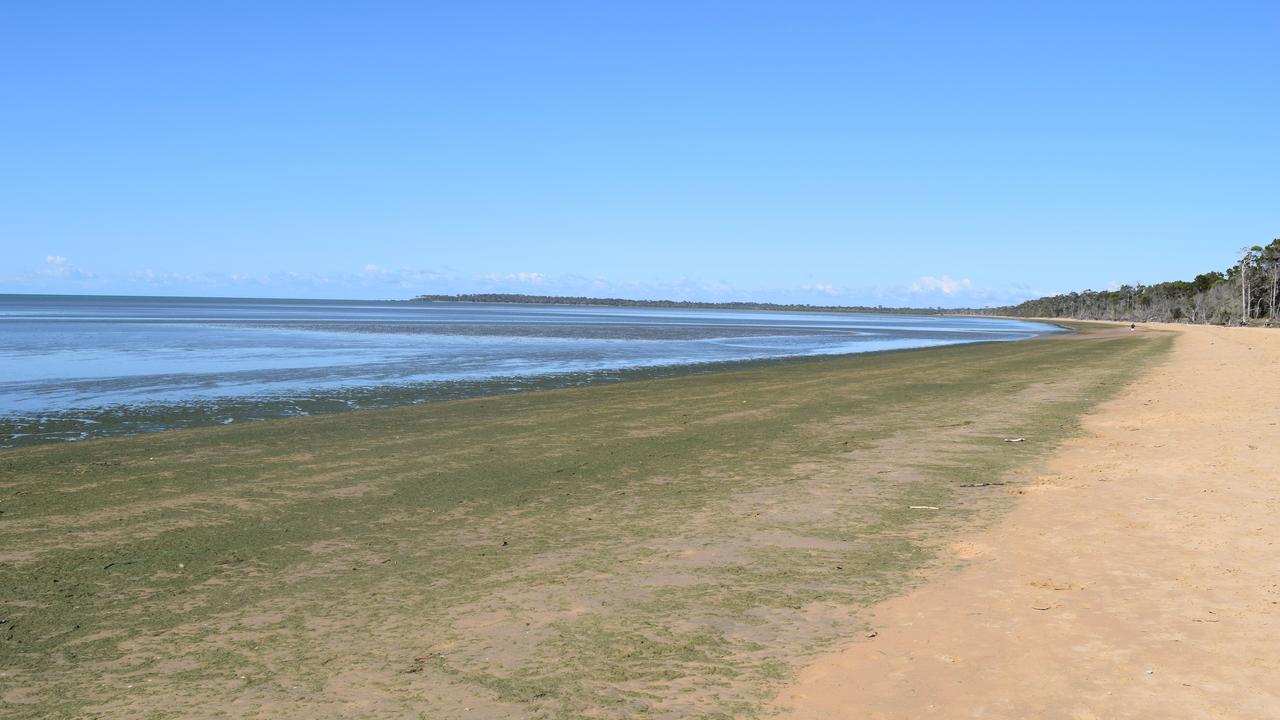 IN BLOOM: Blue-green algae washes ashore along the Dundowran Beach coastline. photo Lea Emery / Fraser Coast Chronicle