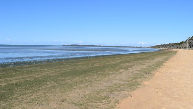 IN BLOOM: Blue-green algae washes ashore along the Dundowran Beach coastline. photo Lea Emery / Fraser Coast Chronicle