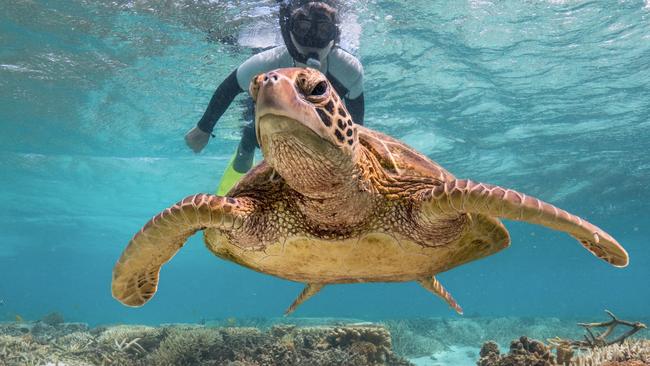 Snorkelling with a turtle at Lady Elliot Island.