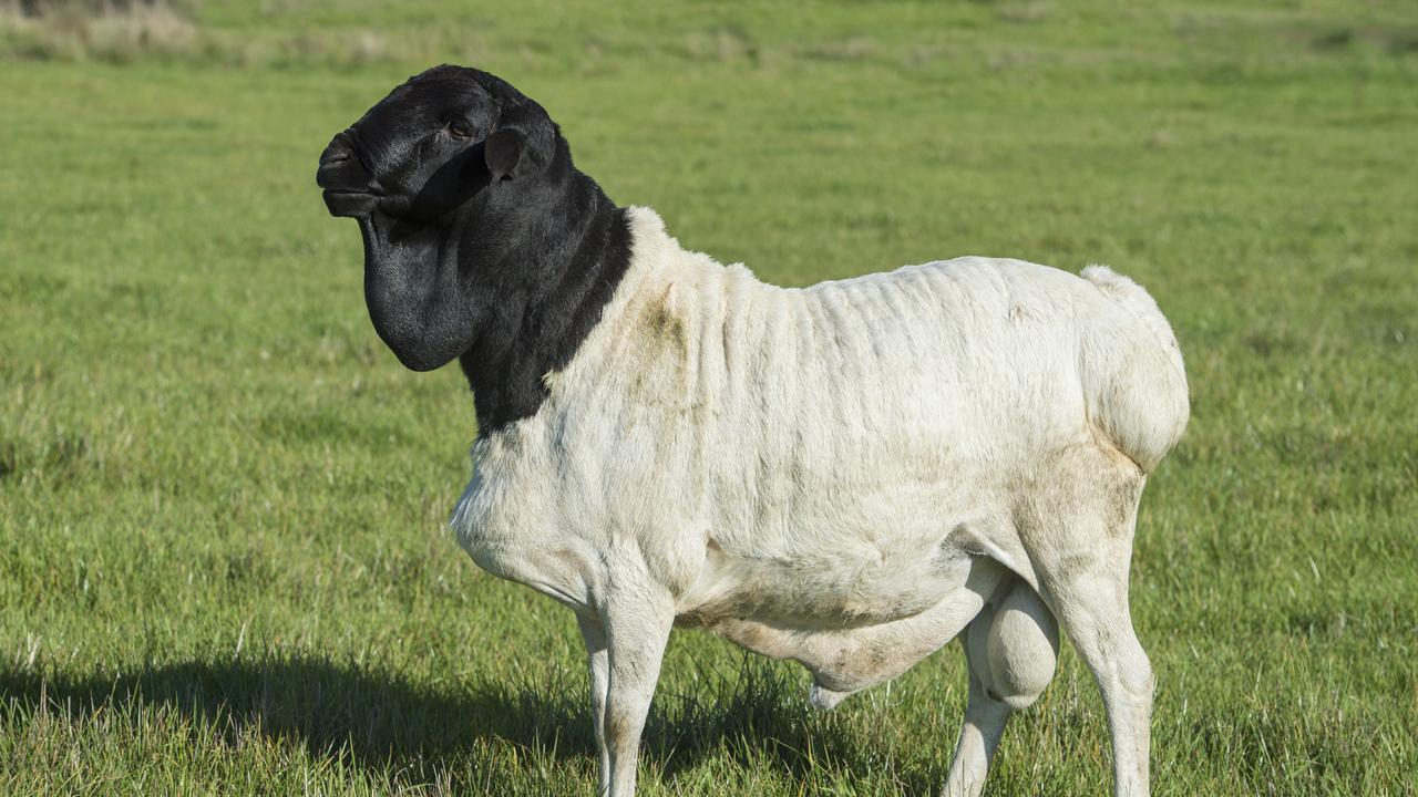 A ram at Coolibah Persian Sheep Stud. Picture: Zoe Phillips