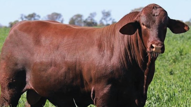 Yarrawonga S316, which sold for $250,000.