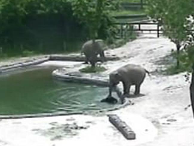 Two elephants work together to rescue elephant calf. Picture: Seoul Grand Park