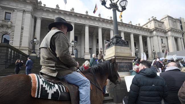 Potential culls of brumbies in NSW and Victoria have drawn strong reactions. Picture: NCA NewsWire / Andrew Henshaw