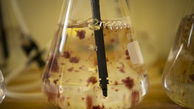 Fragments of Asparagopsis seaweed in a beaker