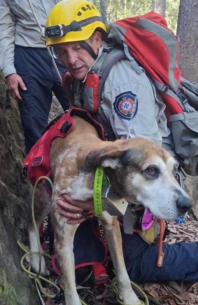 The rescue of Cooper the dog that took place this morning, November 30, on the side of Mt Ngungun in the Glass House Mountains.