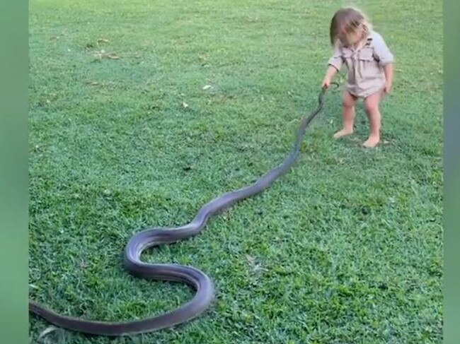 2yo Territory ‘legend’ wrangles massive python