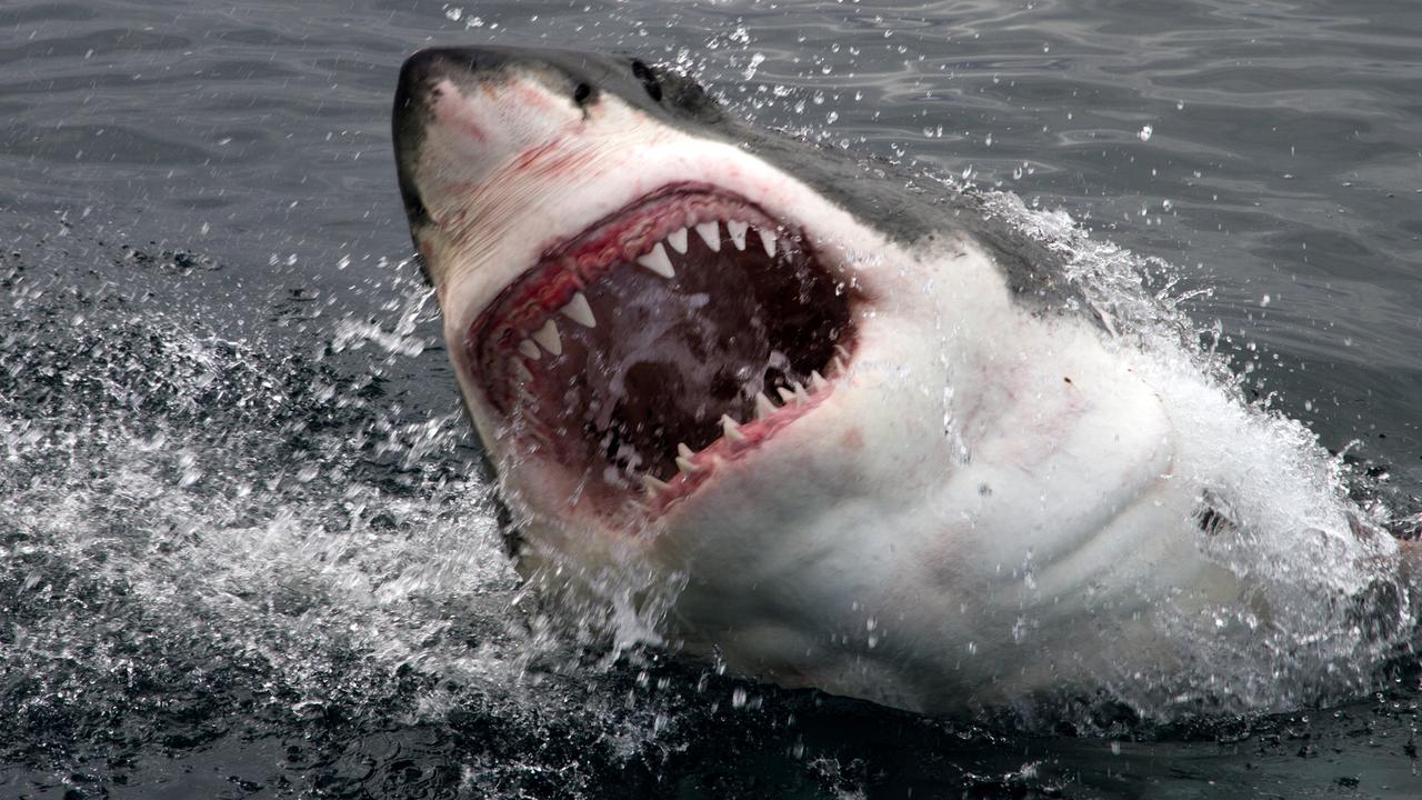 Great White Shark showing his big jaws when jumping out of the water for a deadly attack. Image: iStock