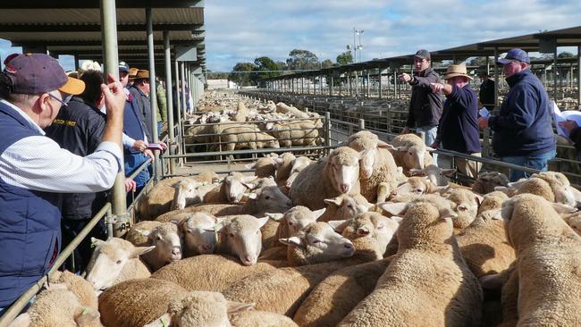 No exit: The outlook for lamb is uncertain heading into spring as lockdowns and closures of restaurants in Australia and the US bring down prices.