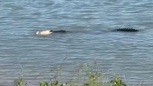 Crocodile captures sea turtle in Cardwell, Far North Queensland.