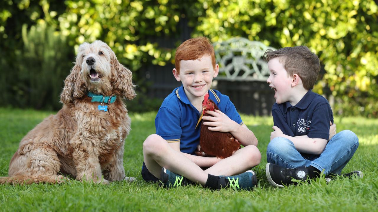 Brothers Lenny, 7, and Nash, 4, love to get out in their backyard with dog Fred and their four chooks. Picture: Tait Schmaal