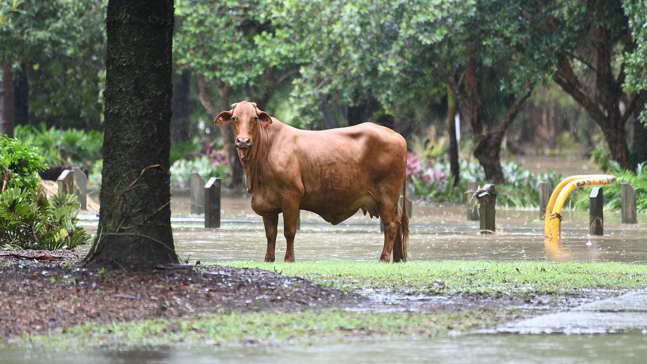Displaced Cattle off Gympie road, Strathpine Tuesday January 30, 2024. Picture, John Gass