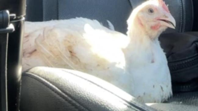 ‘Not dying today’: Brave chook saved jumping from truck en route to factory