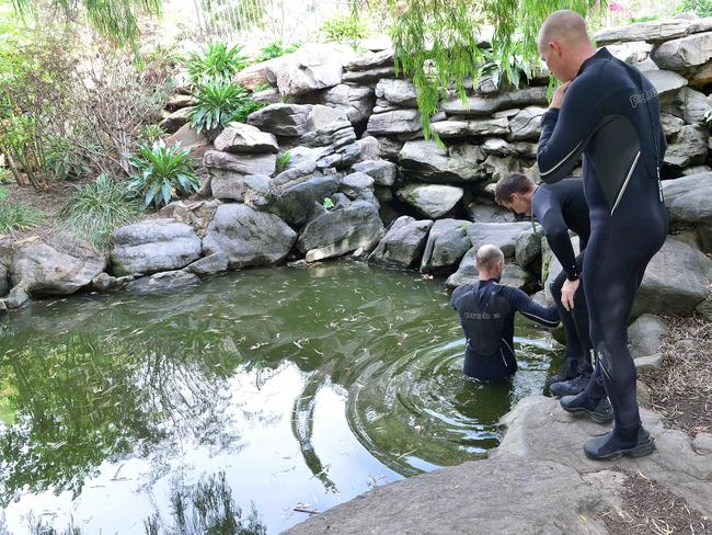 Police divers examine the pond in Veale Gardens, where Helen Dansie drowned. Picture: Keryn Stevens