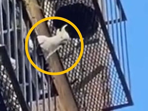 Rogue cockatoo hurls pot plants off Melbourne balcony