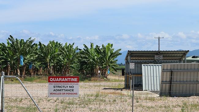 Biosecurity Queensland and the Australian Banana Growers’ Council want to hear how banana growers are facing the challenges of Panama TR4.