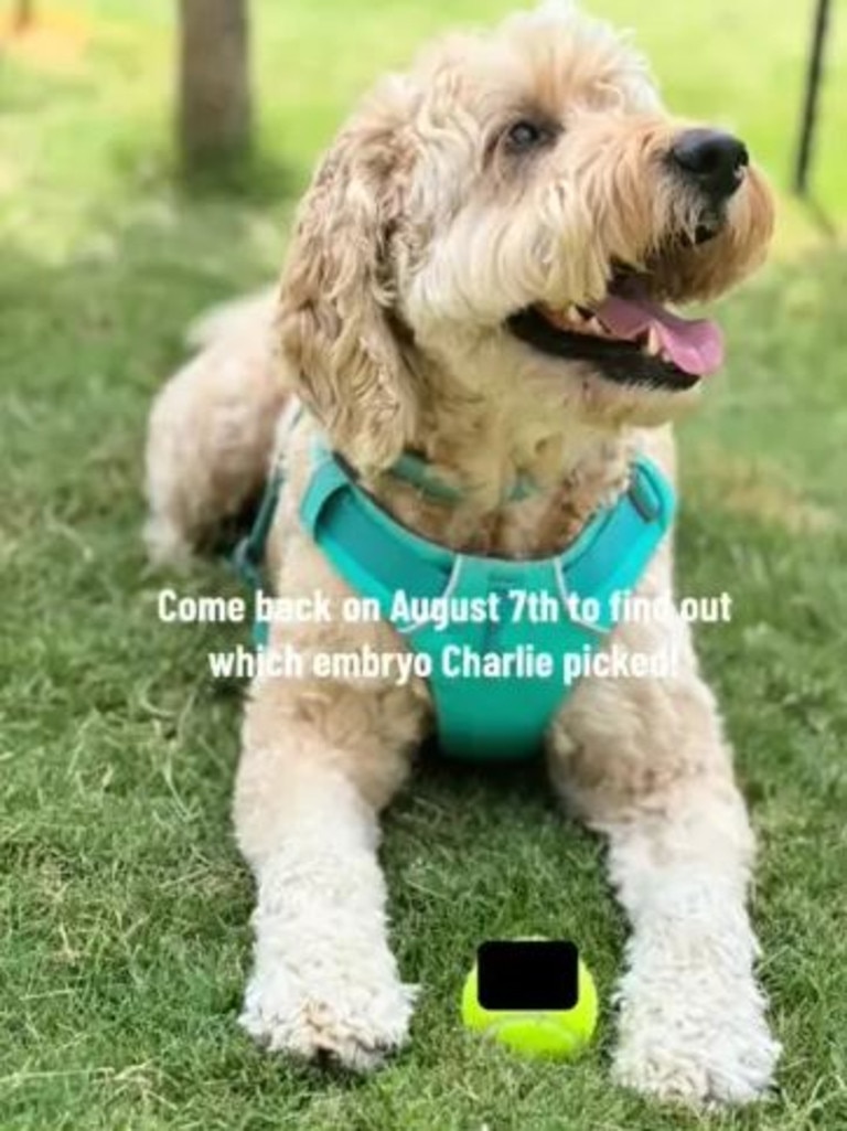 The couple will not reveal the gender that their dog picked until August 7. Picture: TikTok