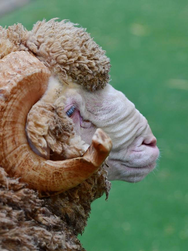 Perfect profiles during the judging at Bendigo. Picture: Zoe Phillips