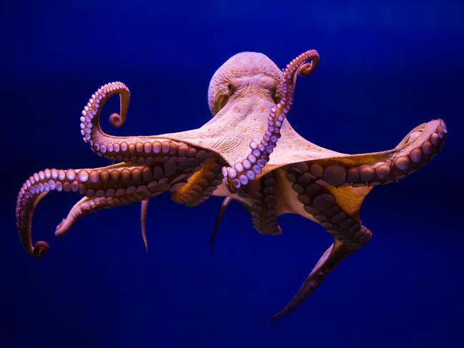 Polpo comune (Octopus vulgaris) - Stock image Aquarium, Fishing, Octopus, Sea, Tentacle Polpo comune (Octopus vulgaris) - Stock imageAquarium, Fishing, Octopus,Sea, Tentacle