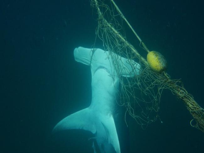 A great hammerhead sharks caught in a net off the Gold Coast. Picture: AAP/Sea Shepherd