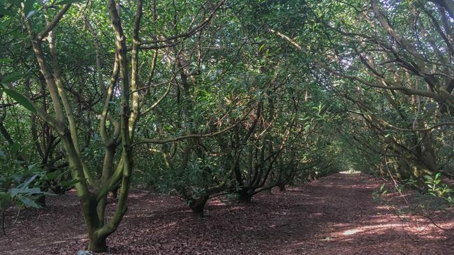 Imagine all the smashed avo you could make from these mature trees.