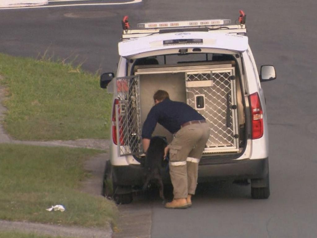 Both dogs were taken away by council. Photo: 9 News