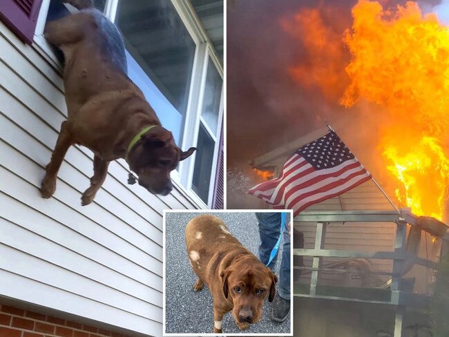 Dog’s incredible act in burning house