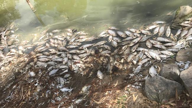 Up to a million fish have died in the Darling River system in western NSW. Picture: Kate McBride/AAP