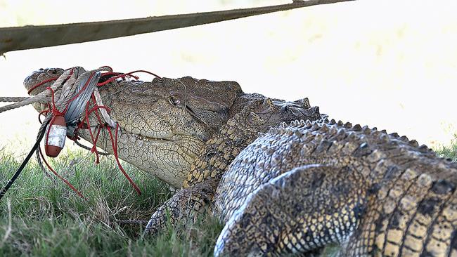 A 3.8 m crocodile was caught by wildlife officers in the Mary River at Mungar in November 2014.