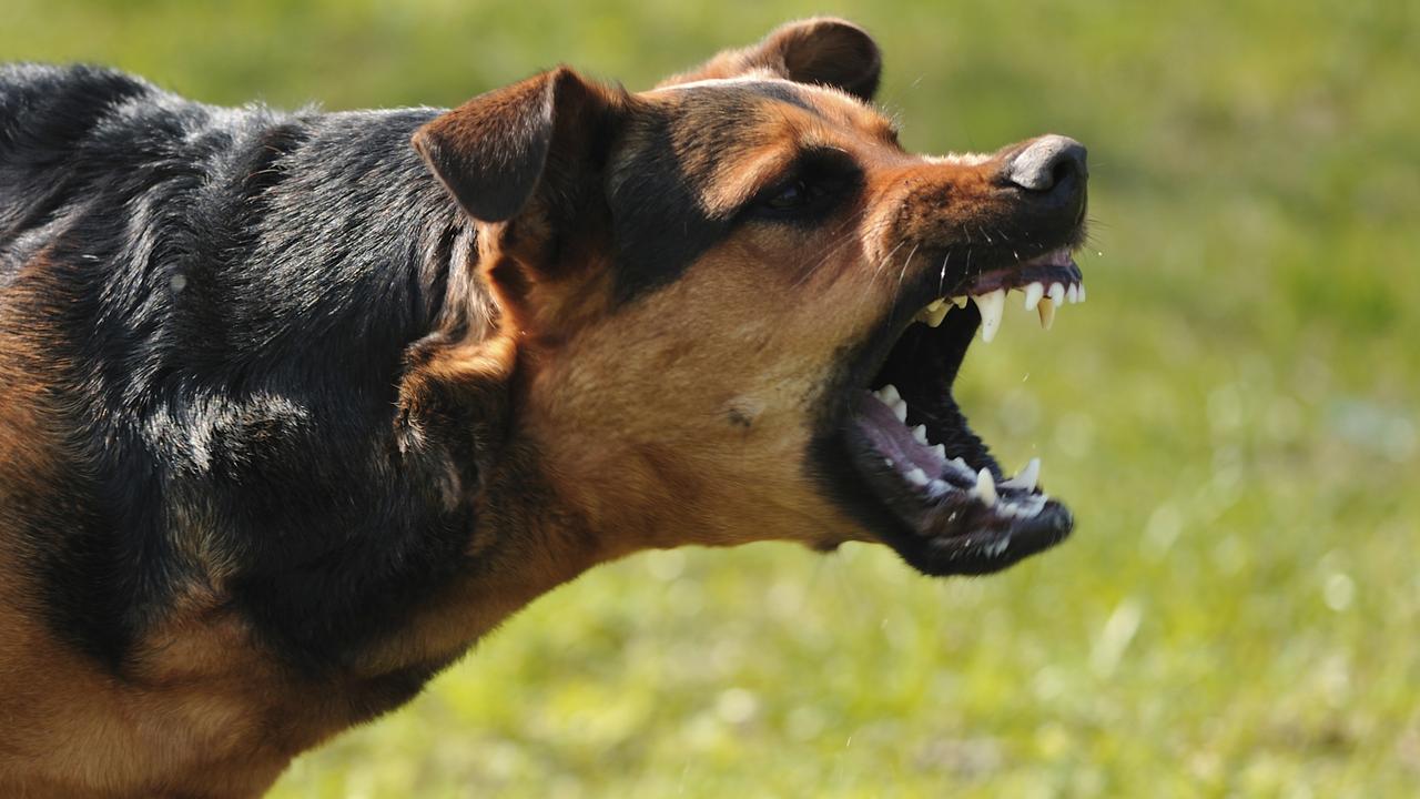 Dog attacks NT: Confusion reigns over laws, as police say they have no ...