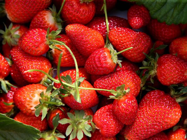 For FARM: Tuckerberry Hill is getting ready for the Christmas rush - David Lean grows strawberries (ripe now) and blueberries (not yet ripe), open to the public for pick-your-own every day during blueberry season through Dec and Jan.Picture: ANDY ROGERS