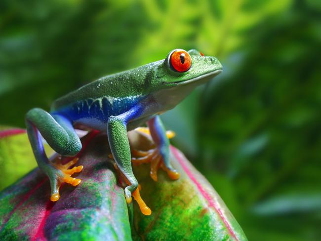 A colorful Red-Eyed Tree Frog.