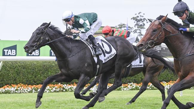 Strong Trade can make it back-to-back wins when he heads to Hawkesbury. Picture: Bradley Photos