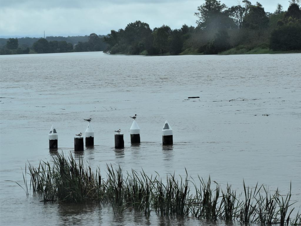 The Clarence River exceeded the 2.1m minor flood level at Grafton in the early afternoon on Wednesday, 16th December, 2020. Photo Bill North / The Daily Examiner