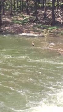 FNQ barra: Barramundi fisherman gets big fish at Tinaroo Falls Dam ...