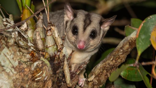 An endangered mahogany glider spotted during a critical population survey. Picture: Kieran Palmer