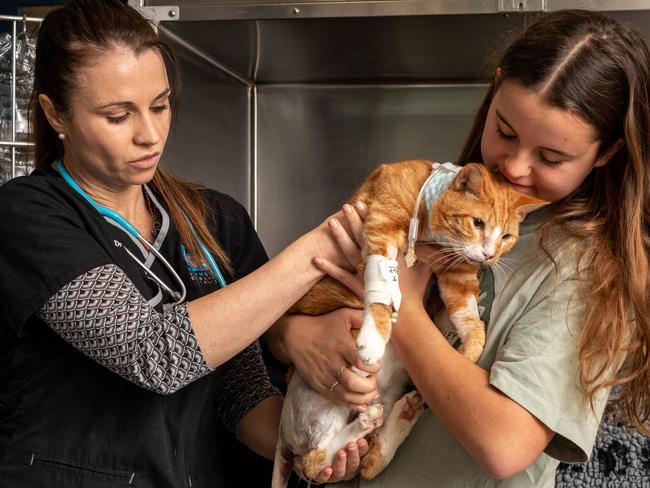 Dr Jen Smith (left), clinical director at Northside Emergency Veterinary Specialists, helped in the recovery of Big Ginge. Picture: Monique Harmer