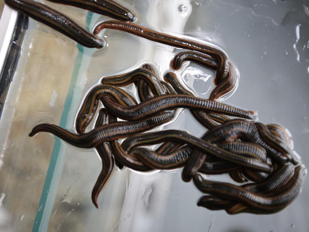 Leeches show up in Sydney suburbs for a feed after the floods