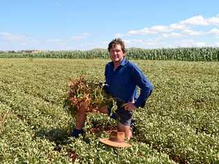 North Burnett peanut farmer welcomes rain