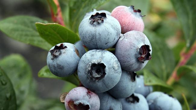 Expanding: Blueberries at Sulphur Creek on Tasmania's North West Coast, owned Vitalharvest and leased to Costa Group.