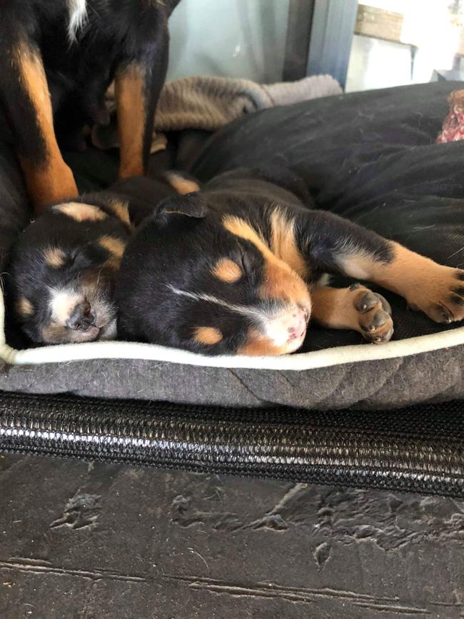 Carlia Byron sent in these pictures of her Kelpie Diesel and brand new pups on her farm at Callawadda, Victoria.