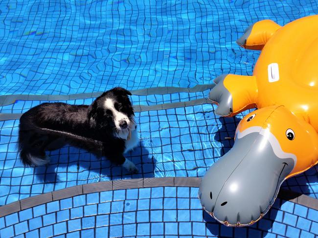 CHAMP: Champ is a working border collie who herds sheep and ducks, but he’s not quite sure what to make of this duck-billed platypus.