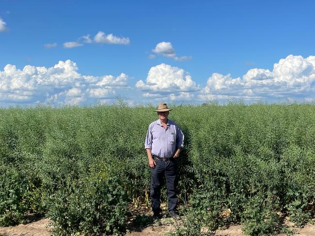 Luke Carr took a photo of his father Rodney, who is 6'2". next to a canola crop at Burren Junction, NSW. Picture: Supplied