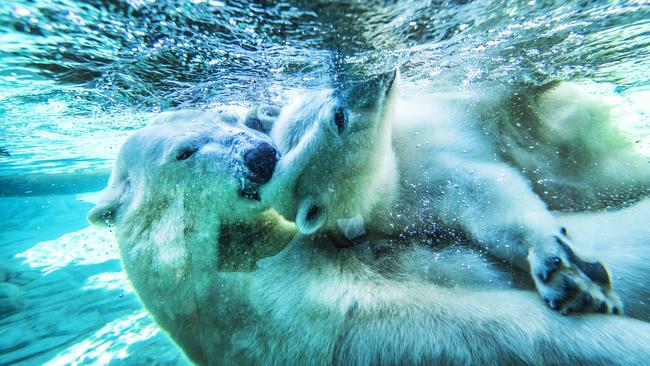 It’s cool to be a polar bear. Picture: NIGEL HALLETT