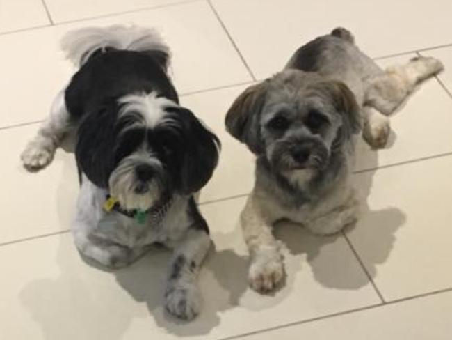 ALI  MILO: Big brother Ali is a big fan of play time, while Milo prefers quiet cuddles with his humans.