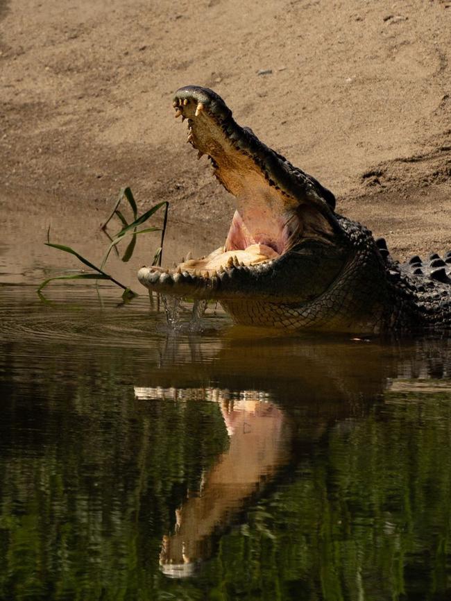 Queensland crocodile numbers are estimated at between 20,000 and 30,000 by the Department of Environment and Science (DES). There are 100,000 crocs in the NT but DES says Qld won't get to that number due to lack of habitat. Picture: Tommy Hayes