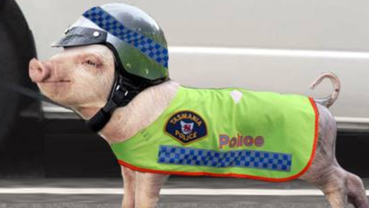 Tasmania Police announced the introduction of “sniffer pigs” on April Fools’ Day in 2016. Picture: Facebook