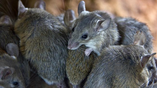 Gympie residents raised concerns on social media this week about an increase in the number of mice finding their way into people’s homes, with worries the New South Wales mouse plague was advancing into Queensland.​