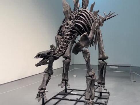 Well-preserved Stegosaurus fossil heading to auction