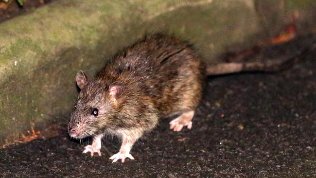 One of the many rats roaming the streets of Sydney in search of food. Picture: Christian Gilles