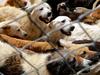‘Extreme’ fears over pet ownership boom